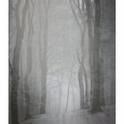 foggy forest