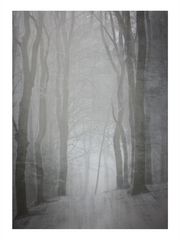 foggy forest