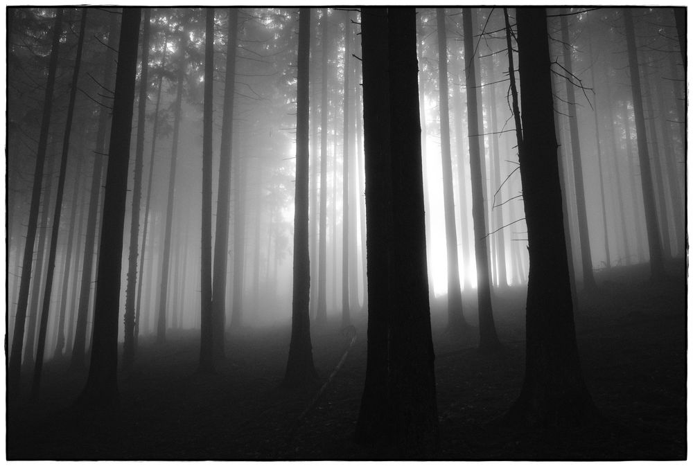 foggy forest III