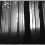 foggy forest III