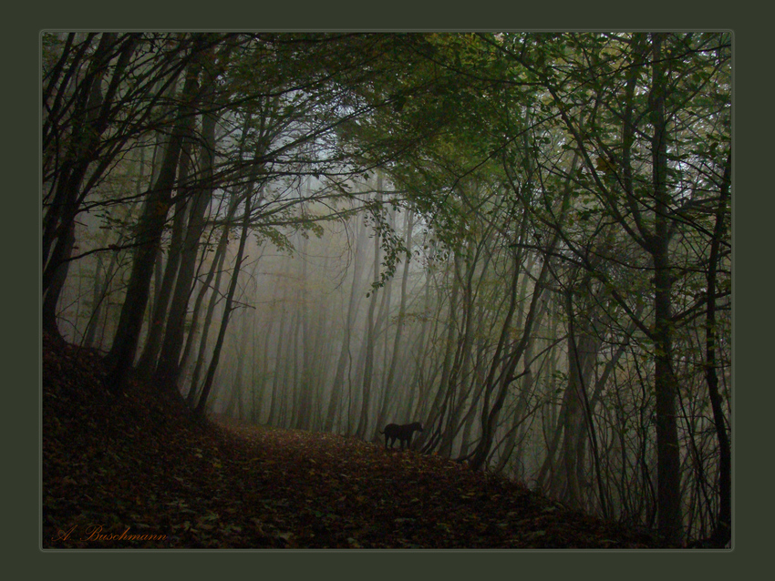 foggy forest in october..