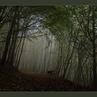 foggy forest in october..