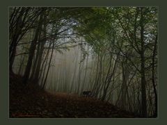 foggy forest in october..