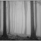 foggy forest IV
