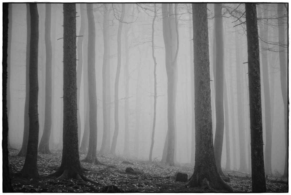 foggy forest IV