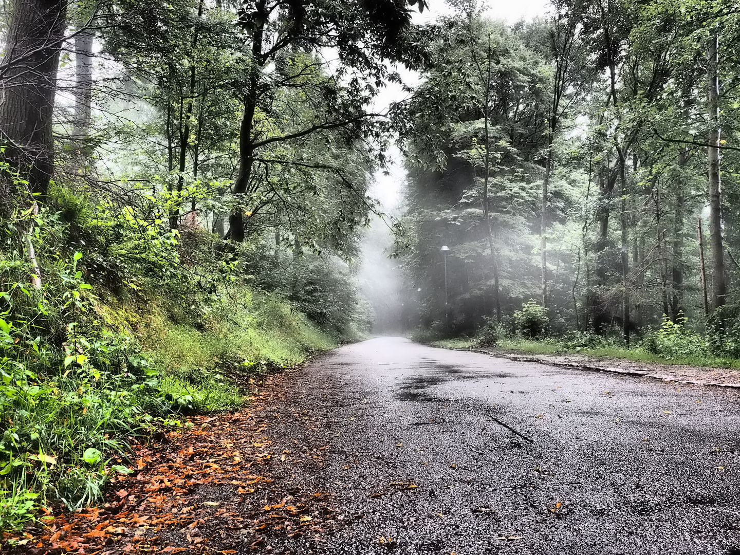 Foggy Forest Road