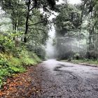 Foggy Forest Road