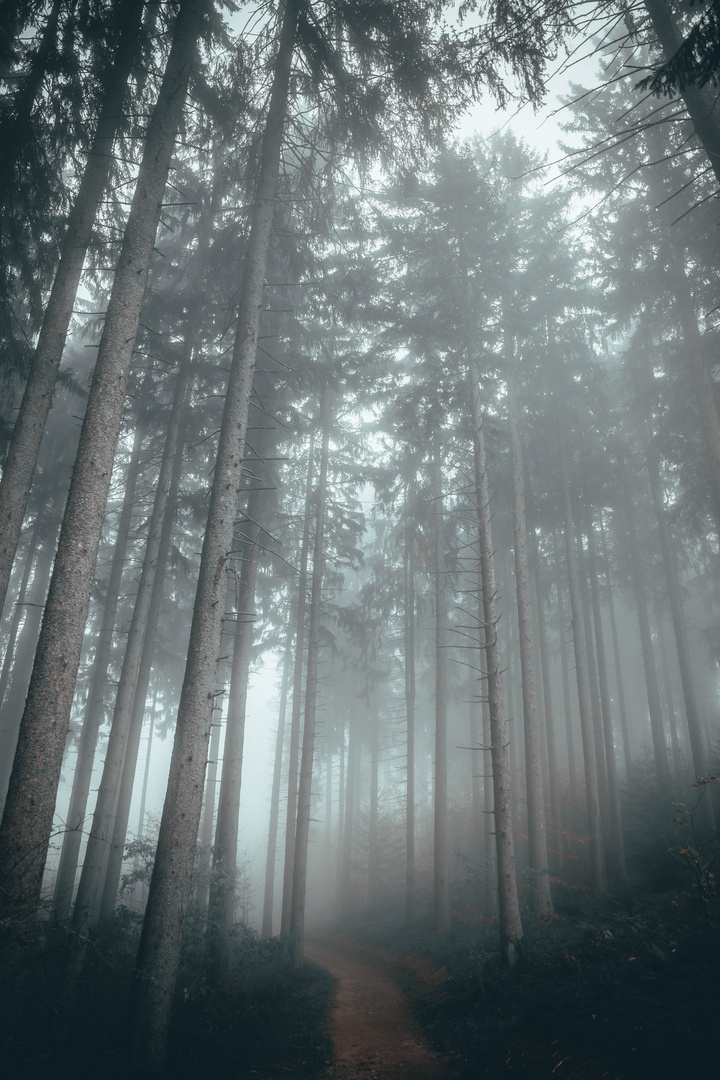 foggy forrest 1