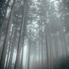 foggy forrest 1