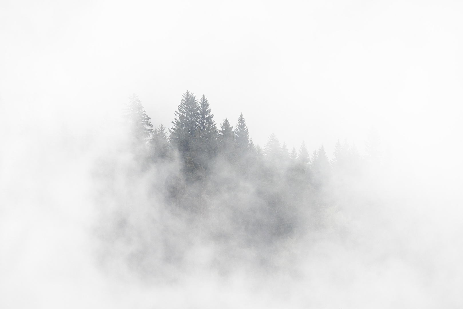 Foggy Forrest