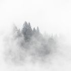 Foggy Forrest