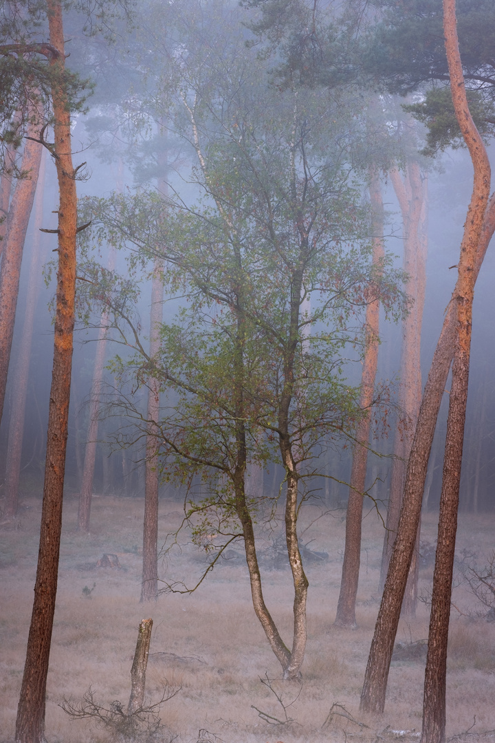 Foggy Forrest