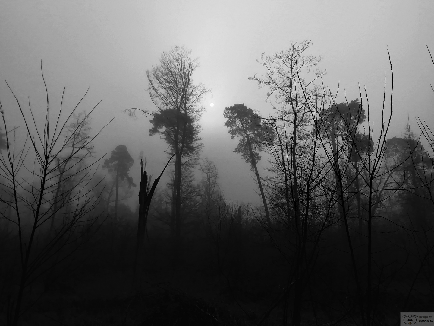 Foggy forrest