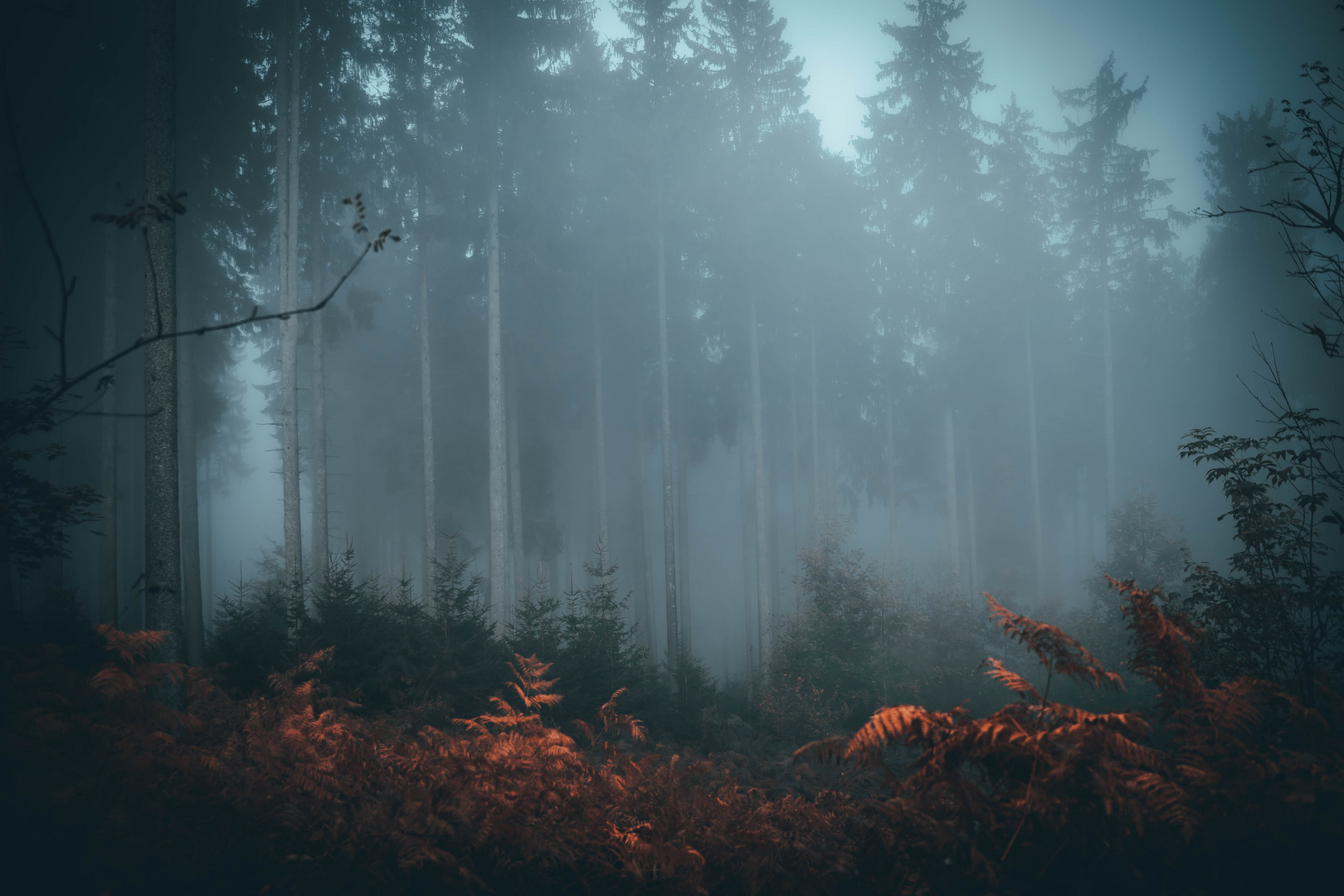 foggy forrest