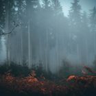 foggy forrest