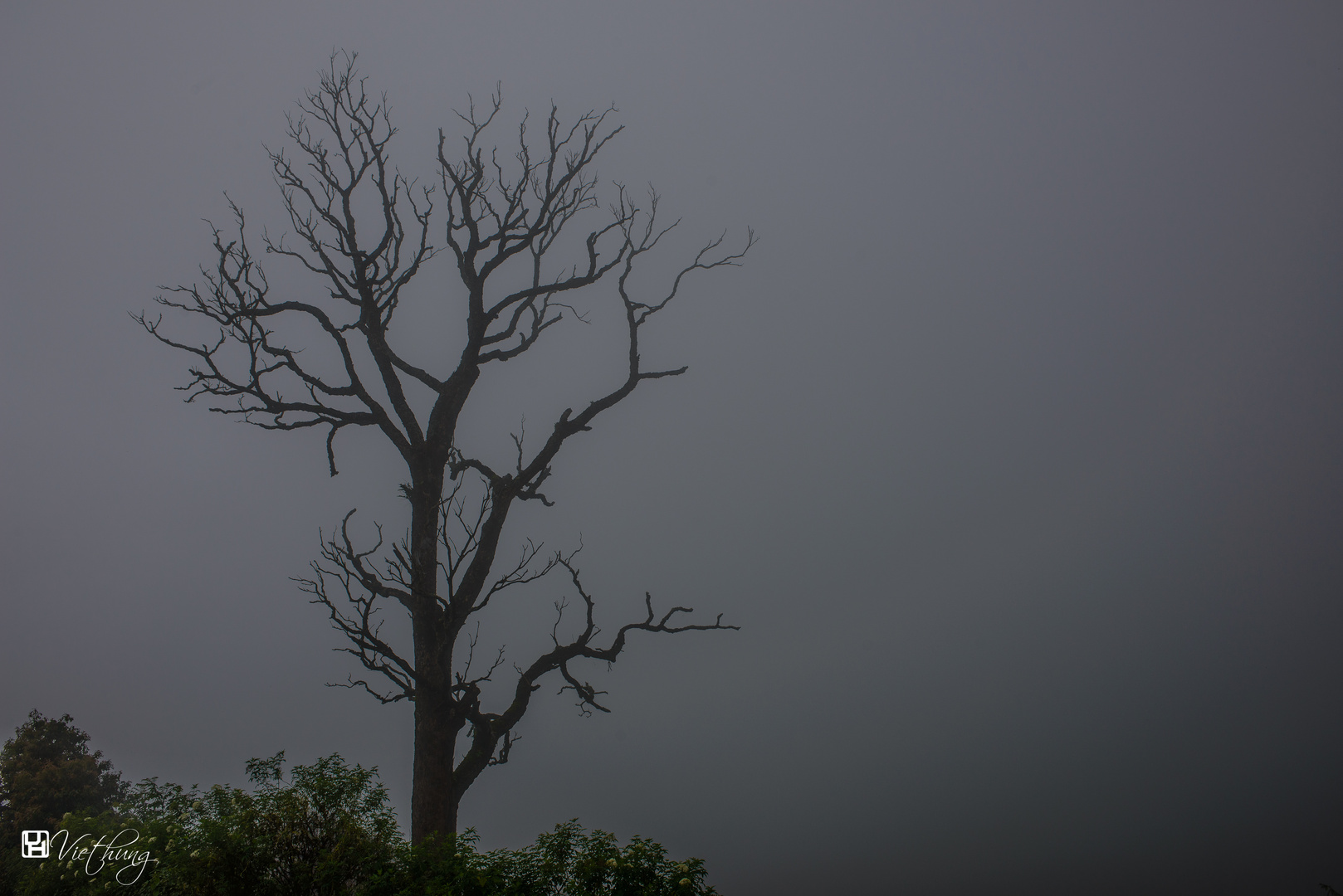 Foggy from Mu Cang Chai, Yen Bai