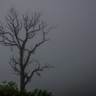 Foggy from Mu Cang Chai, Yen Bai