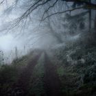 Foggy Frost
