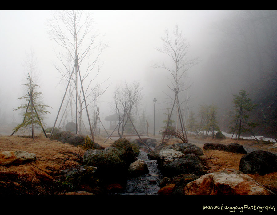 Foggy Garden