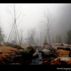 Foggy Garden