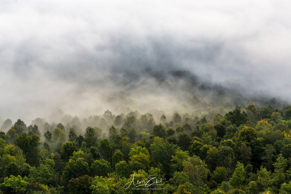 Foggy green