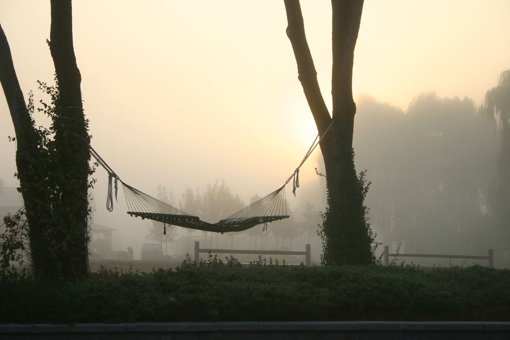 foggy hammock