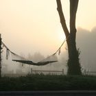 foggy hammock