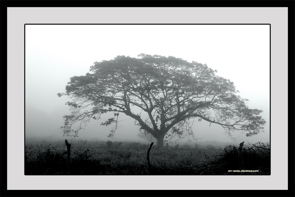 Foggy Honduran Morning #2