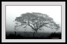 COM: Foggy Honduran Morning #2 von Michael Henderson