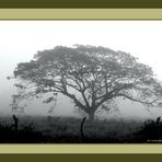 Foggy Honduran Morning.