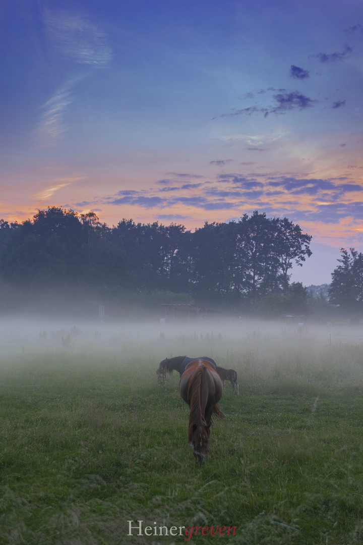 Foggy horse pasture