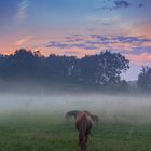 Foggy horse pasture