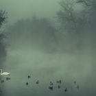 Foggy lake