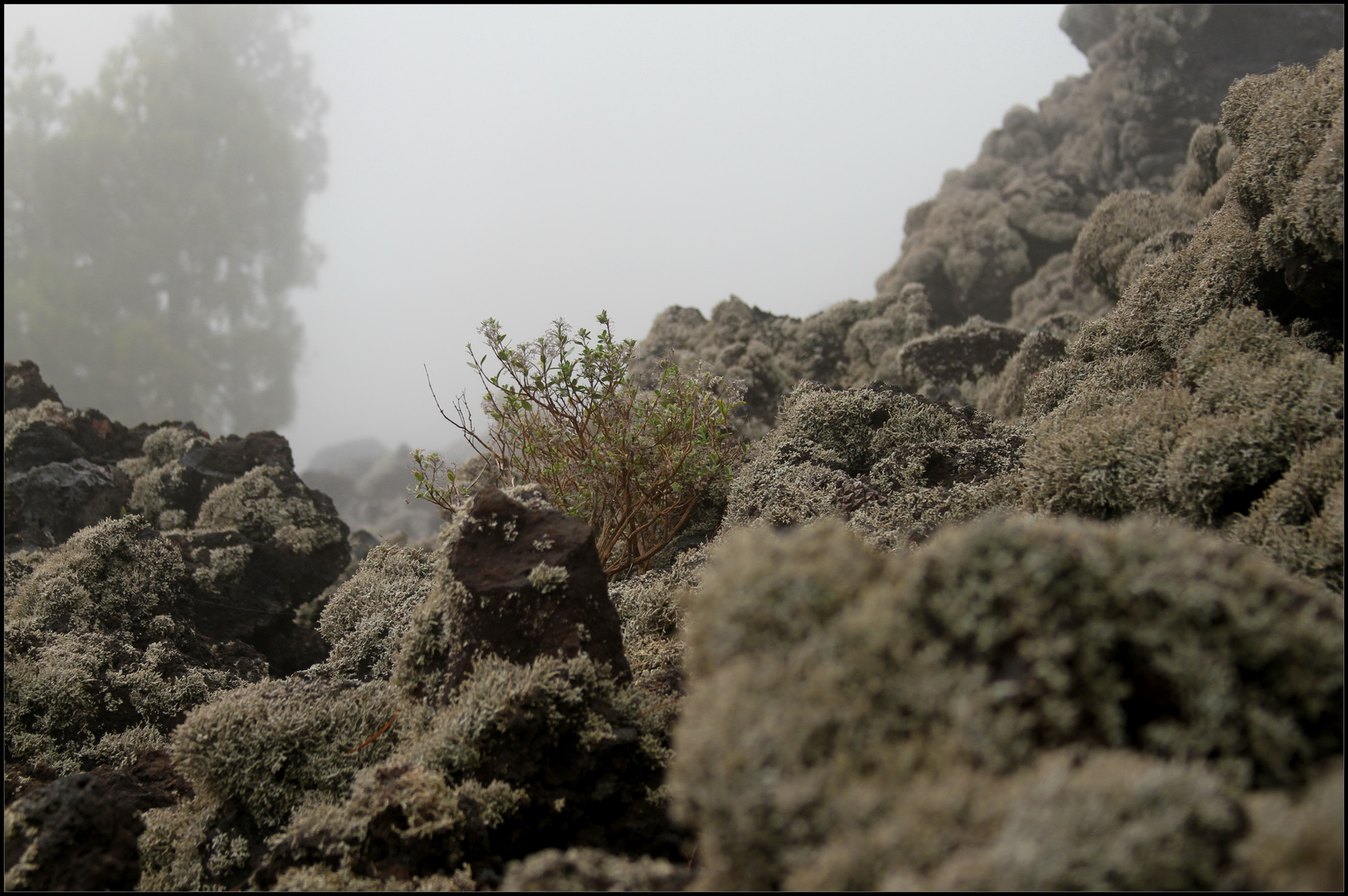 Foggy Lava Landscape