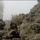 Foggy Lava Landscape