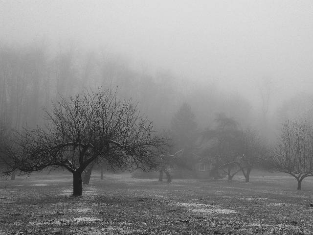 Foggy Meadow