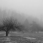 Foggy Meadow