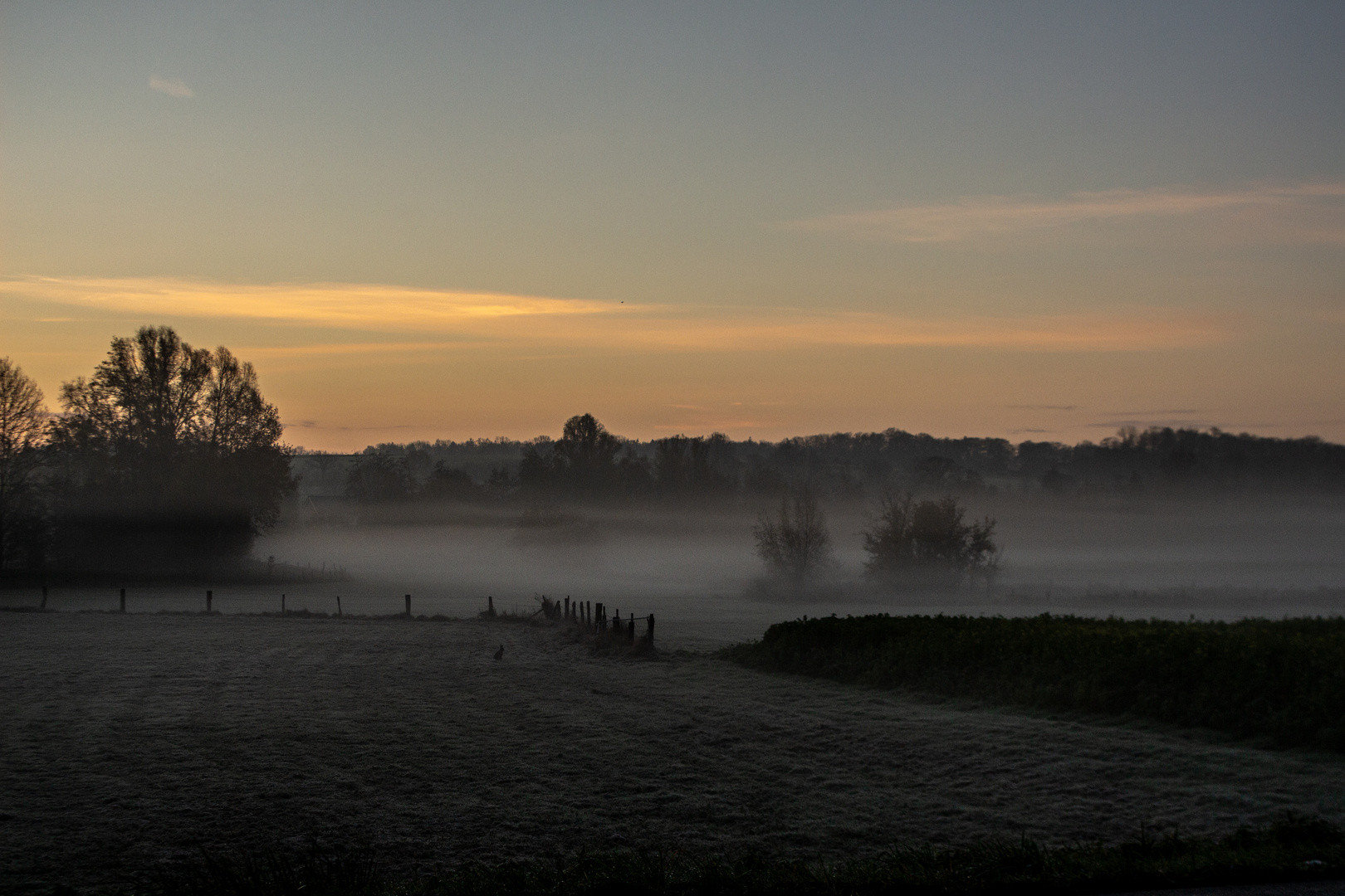 Foggy Morning