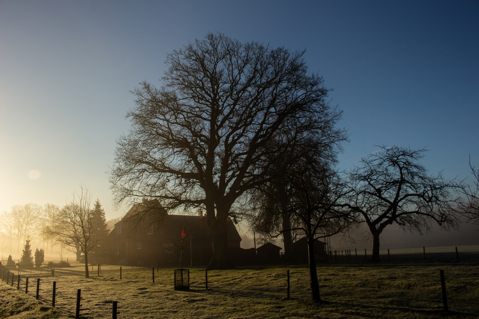 Foggy Morning