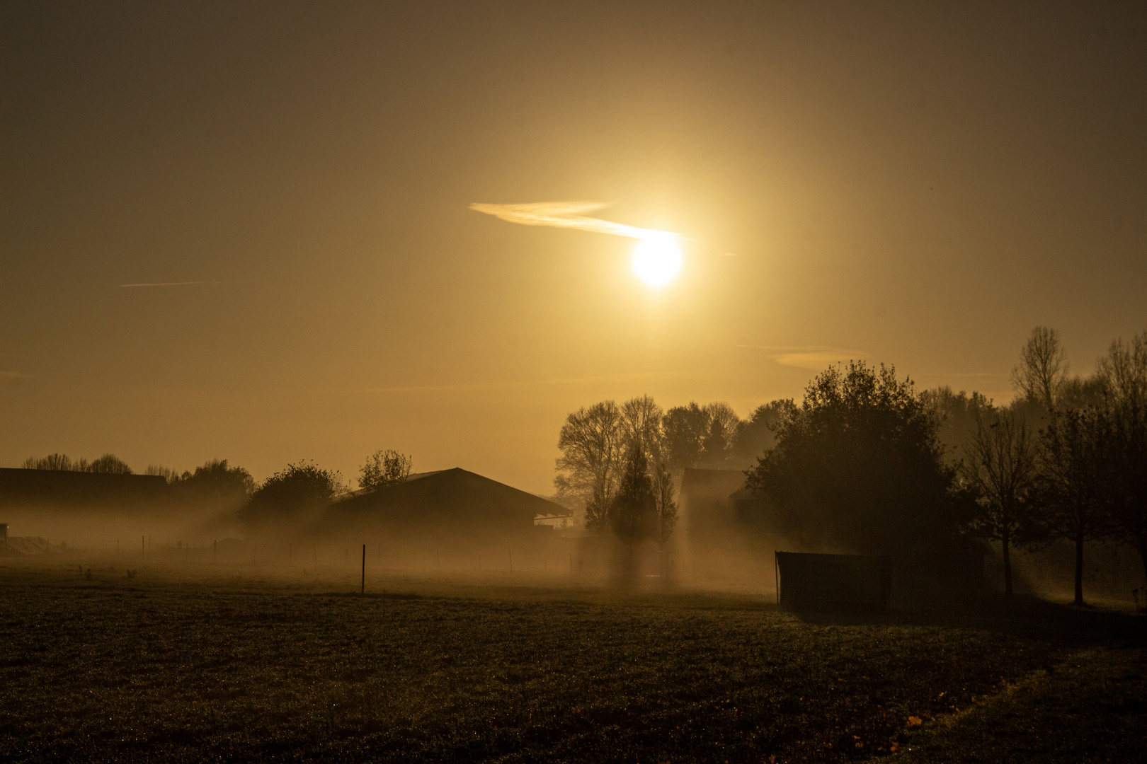 Foggy Morning