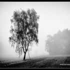 ...foggy Morning