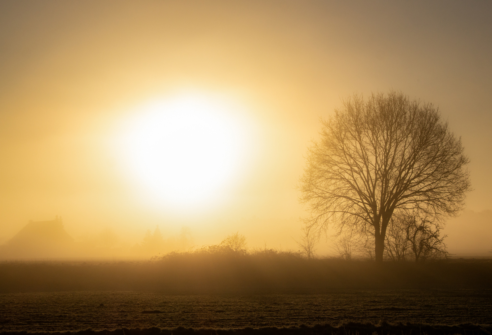 Foggy Morning