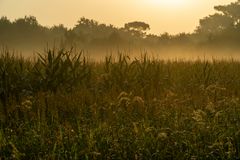 Foggy Morning