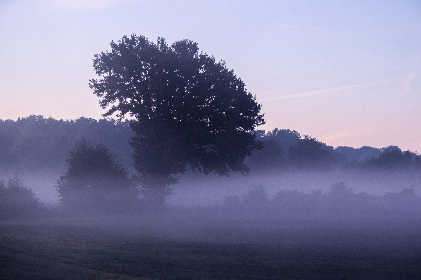 Foggy Morning