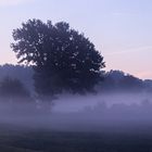 Foggy Morning