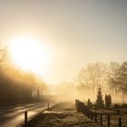 Foggy Morning