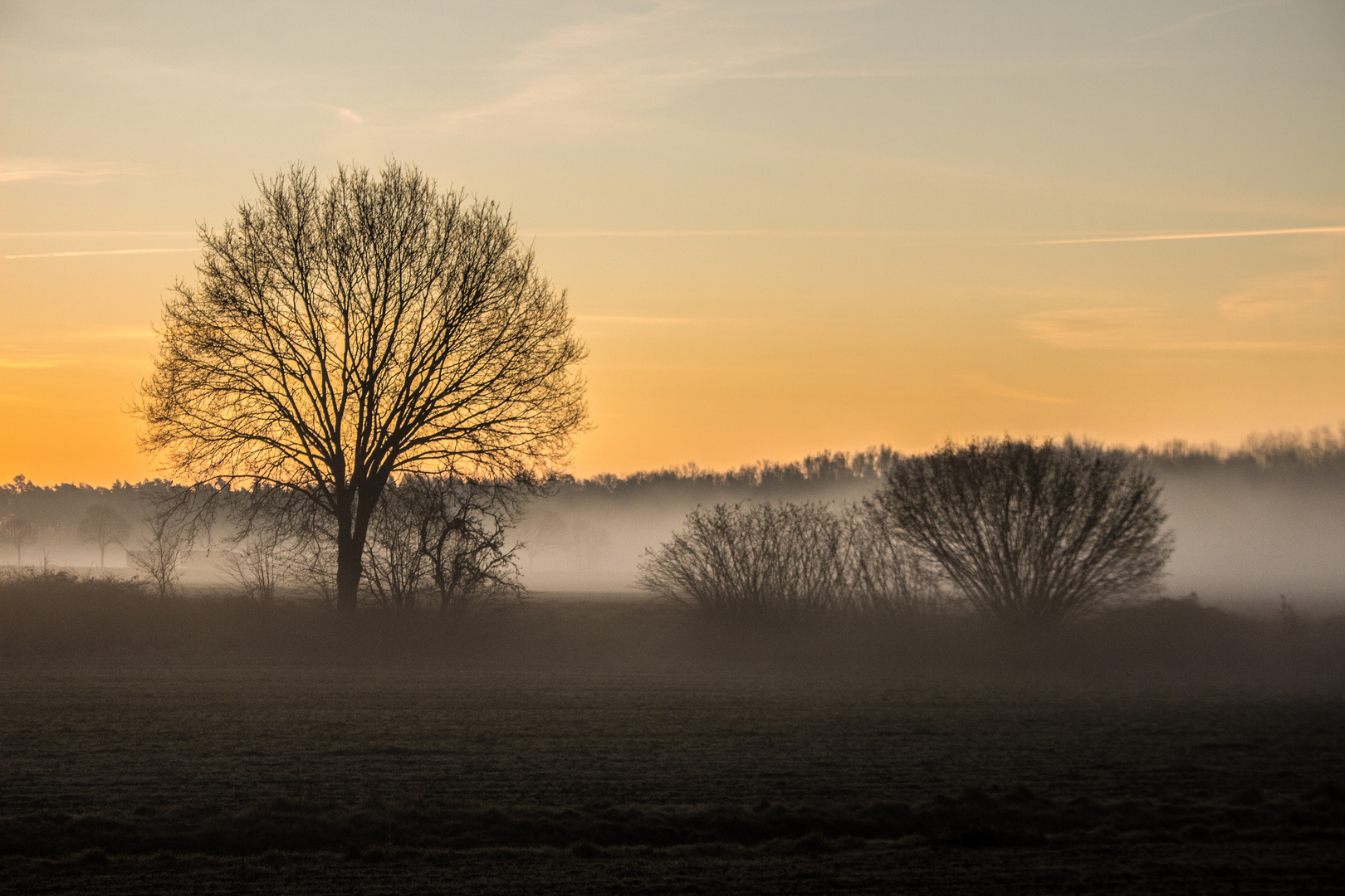 Foggy Morning