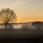 Foggy Morning