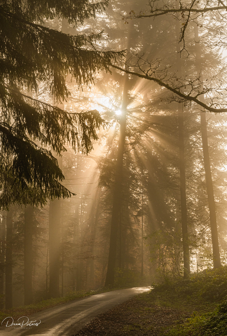 Foggy Morning