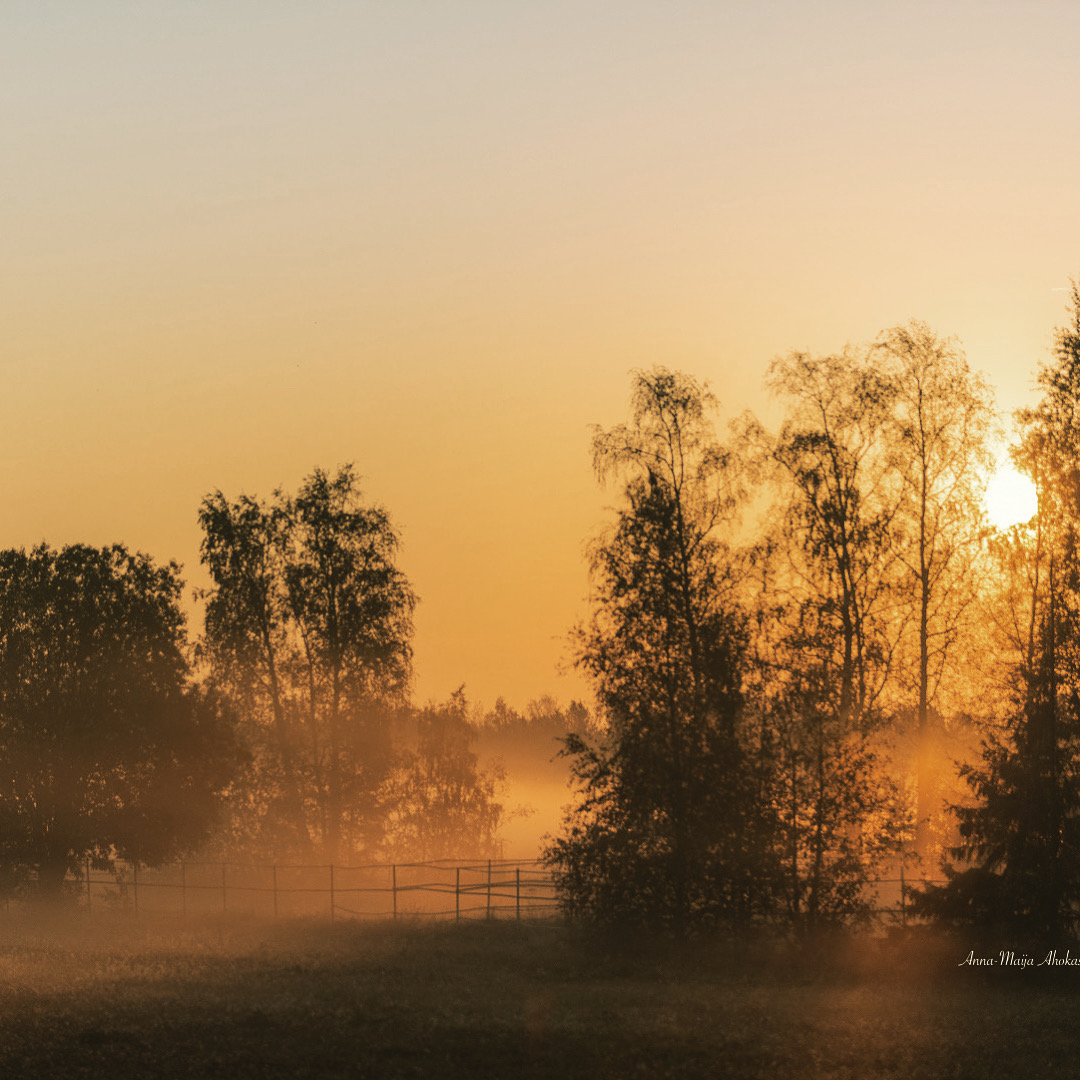 Foggy morning